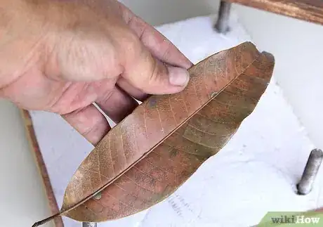 Image titled Press Leaves Step 6