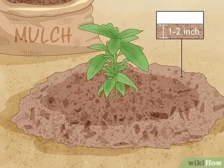 Image titled Grow Salvias Step 8