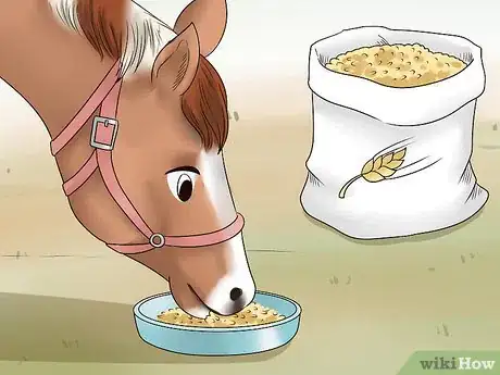 Image titled Care for a Gaited Horse Step 12