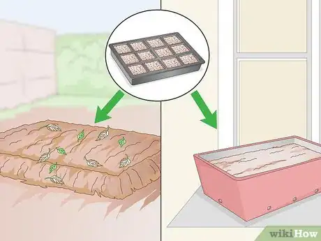 Image titled Grow Pansies Step 6