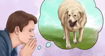Treat Obesity in Labrador Retrievers