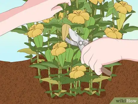 Image titled Plant Snowdrops Step 5