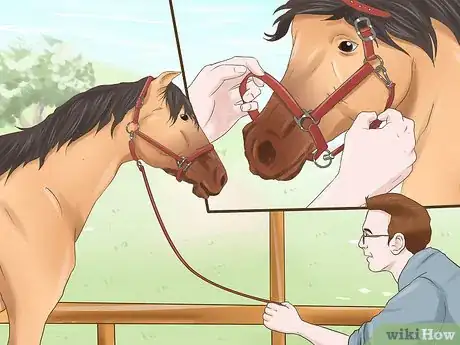 Image titled Bridle a Grumpy Horse Step 1