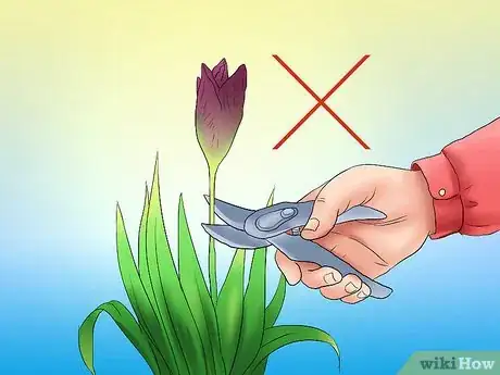 Image titled Deadhead an Iris Step 2