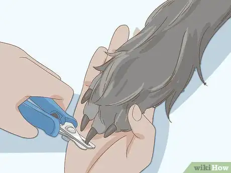 Image titled Groom an Affenpinscher Step 14