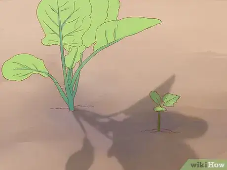 Image titled Grow Cucumbers Step 16