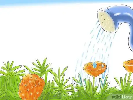 Image titled Grow Butterfly Weed Step 8