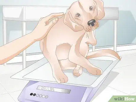 Image titled Choose the Right Harness for Your Dog Step 10