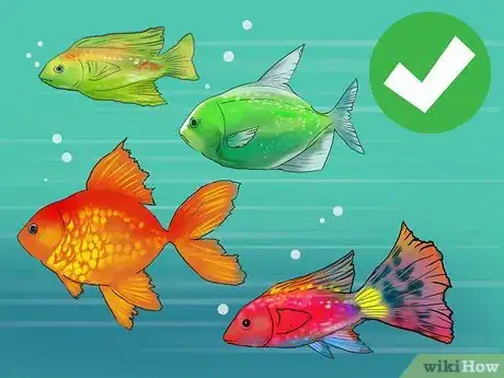 Image titled Choose Fish for a Freshwater Aquarium Step 2