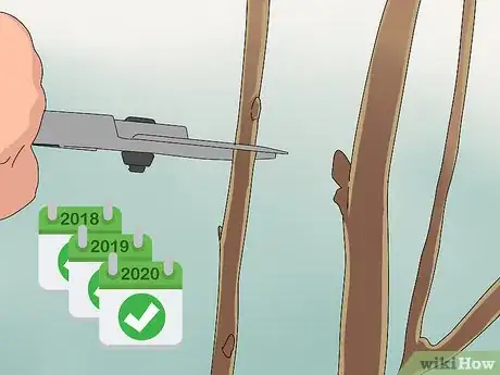 Image titled Prune a Mulberry Tree Step 10