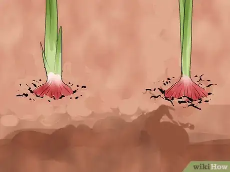 Image titled Grow Onions from Seed Step 13