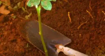 Grow a Rose Bush from Rose Bush Cuttings