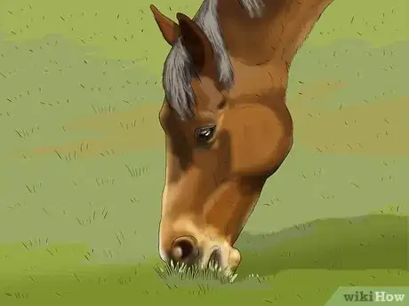 Image titled Stop Your Horse from Chewing Things Step 6