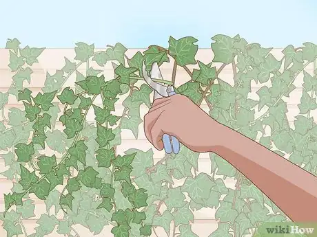 Image titled Keep an Ivy Plant Healthy Step 15