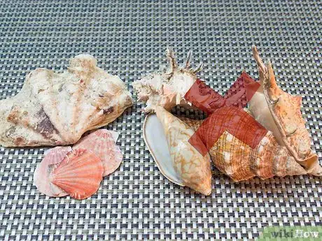 Image titled Clean and Polish Seashells Step 2