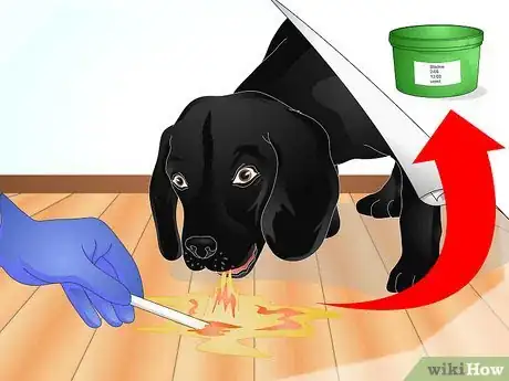 Image titled Diagnose Ascarids in Dogs Step 4
