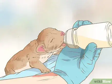 Image titled Deal with Newborn Puppy Nipple Guarding Step 10