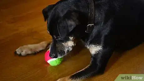 Image titled Help Teething Pups Step 1