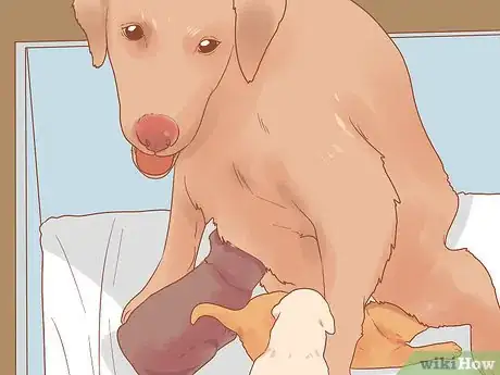 Image titled Deal with a Dog Pregnancy Step 15