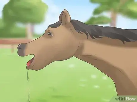 Image titled Take Proper Care of Your Horse's Teeth Step 19
