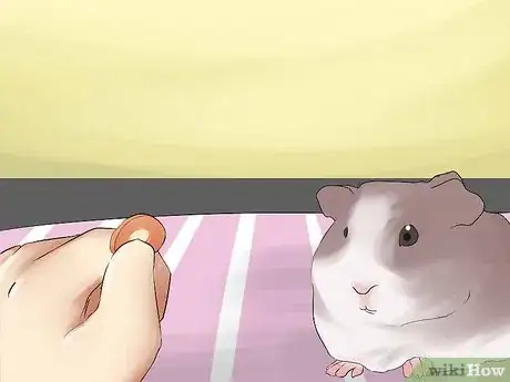Image titled Introduce Your Guinea Pig to Floor Time Step 15