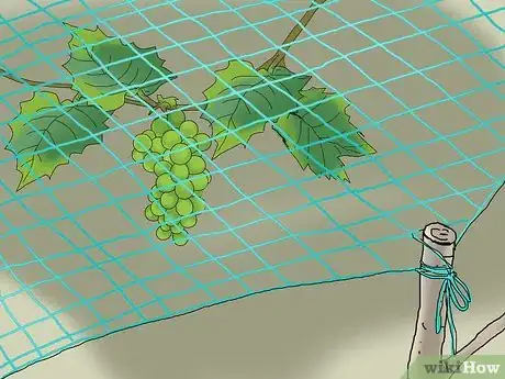 Image titled Protect Grapes from Birds Step 9