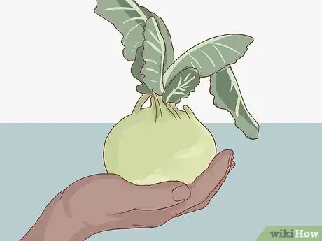 Image titled Select and Store Kohlrabi Step 6
