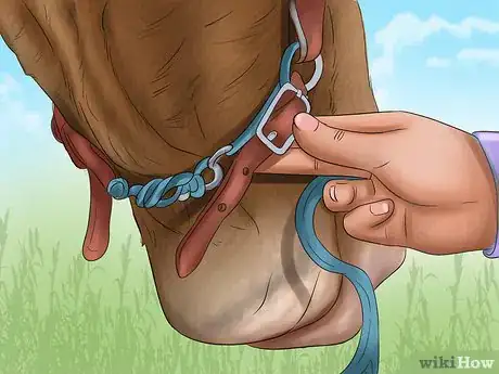 Image titled Choose a Bridle for Your Horse Step 10