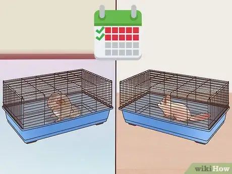 Image titled Keep Multiple Chinchillas Step 2