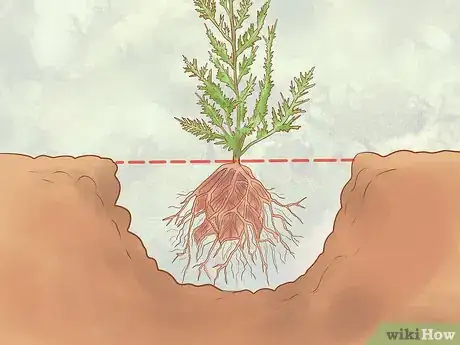Image titled Plant Leyland Cypress Step 14