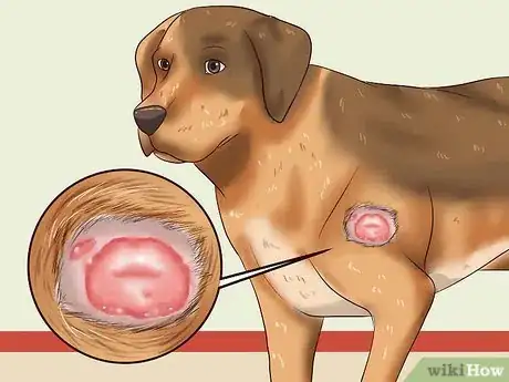 Image titled Diagnose and Treat Your Dog's Itchy Skin Problems Step 6