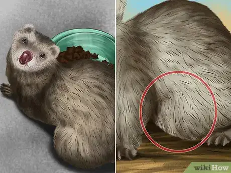 Image titled Prevent Heartworm in Ferrets Step 9