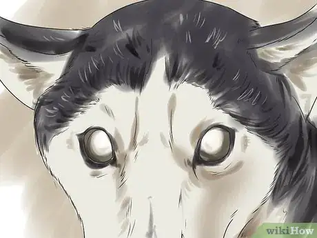 Image titled Treat Autoimmune Disorders in Siberian Huskies Step 3