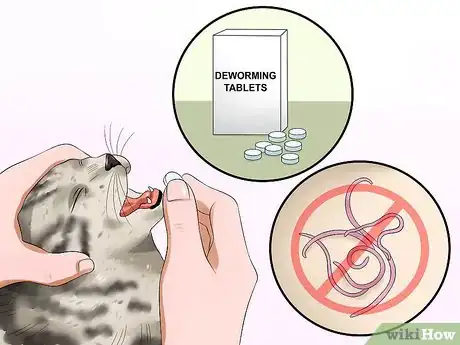 Image titled Care for Egyptian Maus Step 5