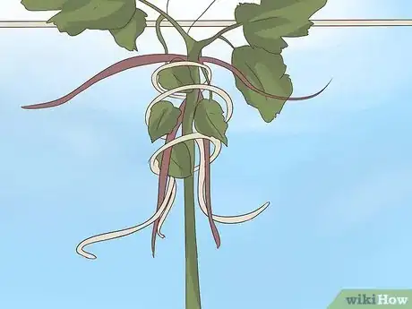 Image titled Prune Grape Vines Step 11