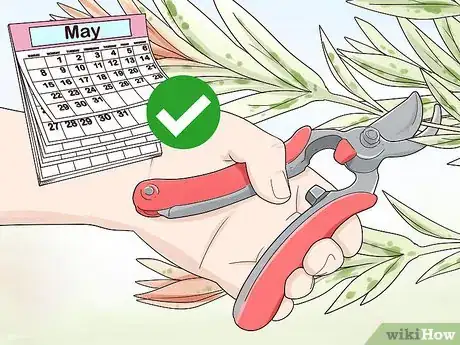 Image titled Prune a Dappled Willow Step 2