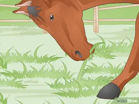 Image titled Look After a Horse Step 6