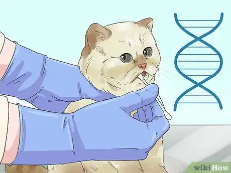 Image titled Identify an Exotic Shorthair Cat Step 13