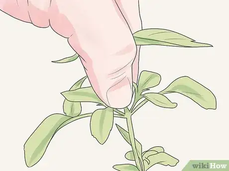 Image titled Care for Geraniums in Winter Step 8