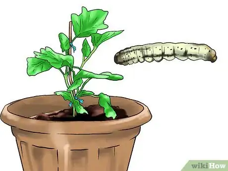 Image titled Grow Eggplants in Pots Step 28