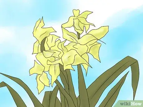 Image titled Keep Narcissus Bulbs After Flowering Step 6