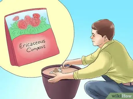 Image titled Plant Evergreen Shrubs Step 7