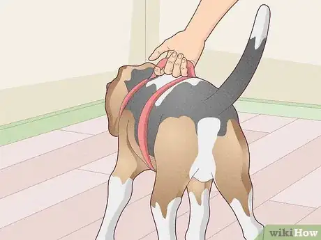 Image titled Treat Vestibular Disease in Dogs Step 15