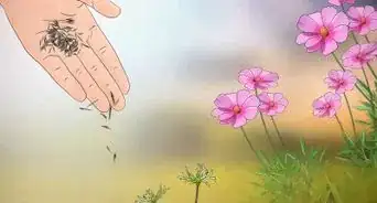 Grow Cosmos Flowers