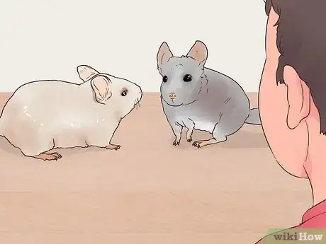 Image titled Keep Multiple Chinchillas Step 8