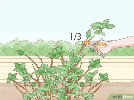 Image titled Trim an Overgrown Lilac Bush Step 4