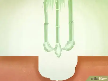 Image titled Plant a Clumping Bamboo Step 8