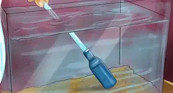 Care for an Ornate Horned Frog