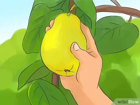 Image titled Prune a Quince Tree Step 2