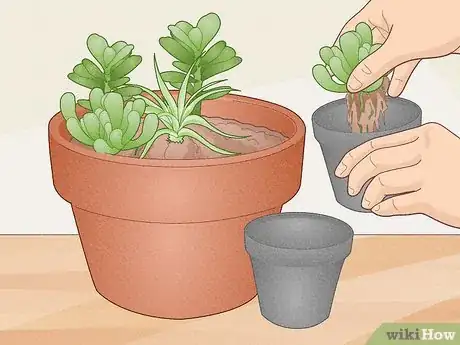 Image titled Make a Mini Garden in Your Room Step 4